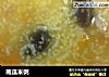 南瓜米粥的做法