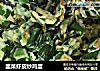 韭菜虾皮炒鸡蛋的做法