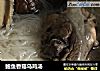 鲍鱼香菇乌鸡汤的做法