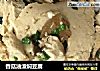 香菇油渣焖豆腐的做法