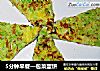 5分钟早餐—包菜蛋饼的做法