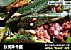秋葵炒牛腱的做法