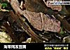 海带炖冻豆腐的做法