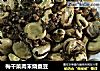 梅干菜肉末烧蚕豆的做法