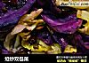 炝炒双包菜的做法