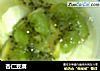 杏仁豆腐的做法