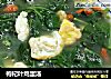 枸杞叶鸡蛋汤的做法