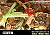 红烧带鱼的做法
