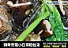排骨香菇小白菜粉丝汤的做法