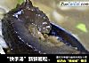 “快手汤”新鲜姬松茸海参肉片汤的做法