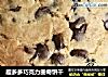 趣多多巧克力曲奇饼干的做法