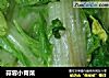 蒜蓉小青菜的做法