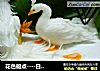 花色船点----白孔雀的做法