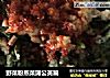 野菜粉蒸菜蒲公英篇的做法
