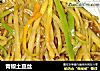 青椒土豆丝的做法