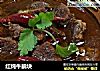 红炖牛腩块的做法
