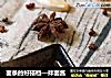 面条的好搭档—拌面酱的做法