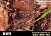 酱油鸡的做法