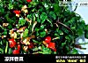 凉拌香菜的做法