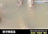 鸽子绿豆汤的做法
