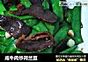 咸牛肉炒荷兰豆的做法