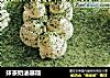 抹茶奶油慕斯的做法