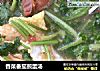 香菜番茄煎蛋汤的做法