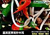 韭菜豆芽菜炒木耳的做法