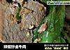 辣椒炒卤牛肉的做法