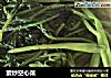 素炒空心菜的做法