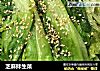 芝麻拌生菜的做法
