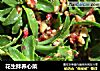 花生拌养心菜的做法
