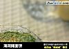 薄荷摊面饼的做法