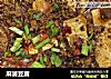 麻婆豆腐做法（290）的做法
