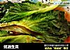 蚝油生菜的做法