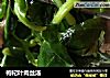 枸杞叶肉丝汤的做法