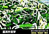 韭菜炒豆芽的做法