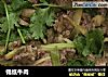 锡纸牛肉的做法