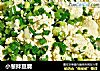 小葱拌豆腐的做法