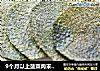 9个月以上菠菜肉末脆饼的做法
