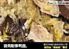 猪肉粉条鸭血。的做法