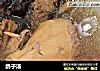 鸽子汤的做法