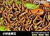 小炒虫草花的做法