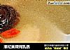淮杞黄精炖乳鸽的做法