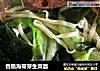 香肠海带芽生菜面的做法