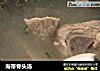 海带骨头汤的做法