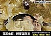 花胶鱼胶，胶原蛋白汤的做法