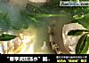 “春季润燥汤水”鲍鱼杞芽汤的做法