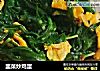 韭菜炒鸡蛋的做法