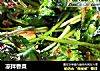 凉拌香菜的做法